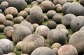 The giant stone spheres of Costa Rica